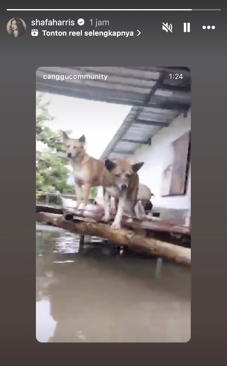Seorang ibu terjebak banjir Bali bersama belasan anjingnya. (Instagram/shafaharris)